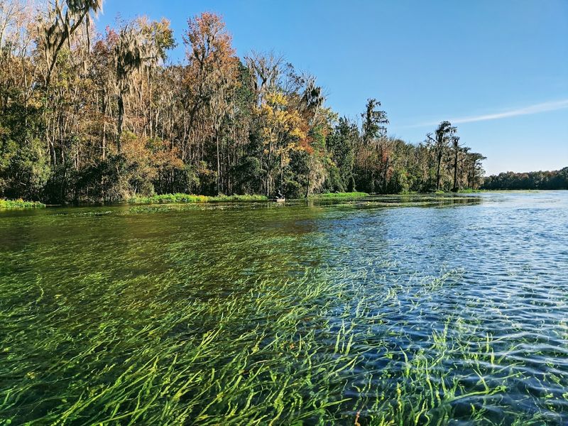 Wacissa River (Wacissa)