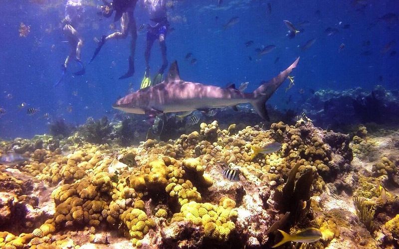 Looe Key Reef's Living Coral Ecosystem