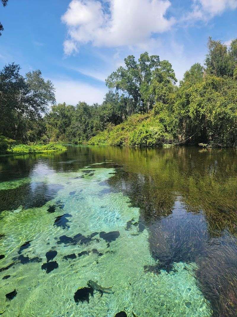 Manatee Encounters That Feel Like Magic