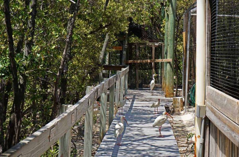 Key West Wildlife Center - Key West, FL