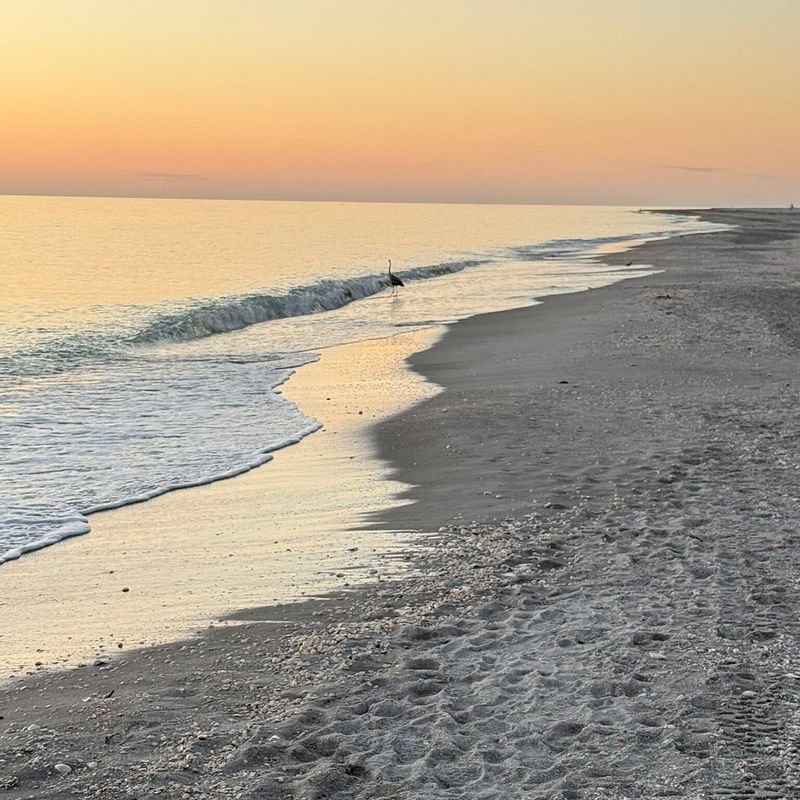 Bowman's Beach: The Sheller's Secret Weapon