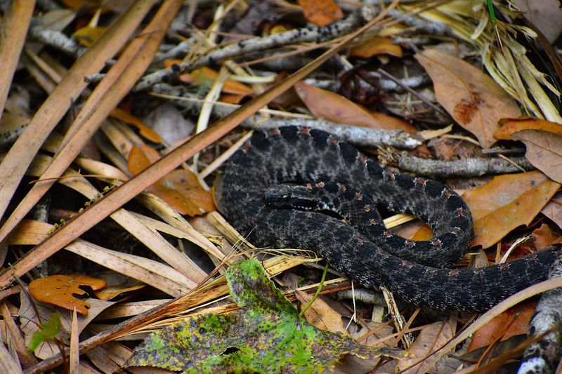 Wildlife Watching Opportunities and Challenges