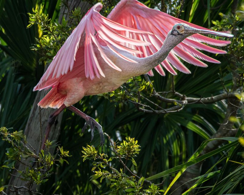 Orlando Wetlands (Christmas)
