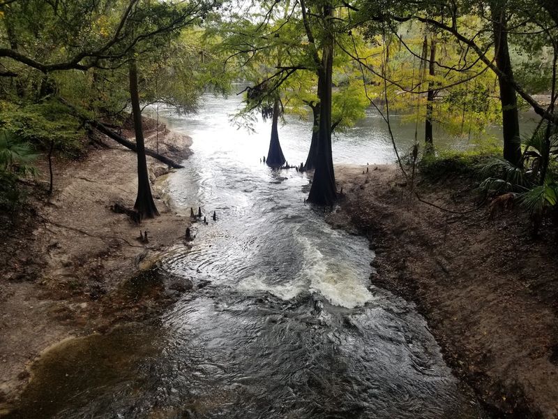 Camp Branch / Disappearing Creek — Live Oak (North Florida)