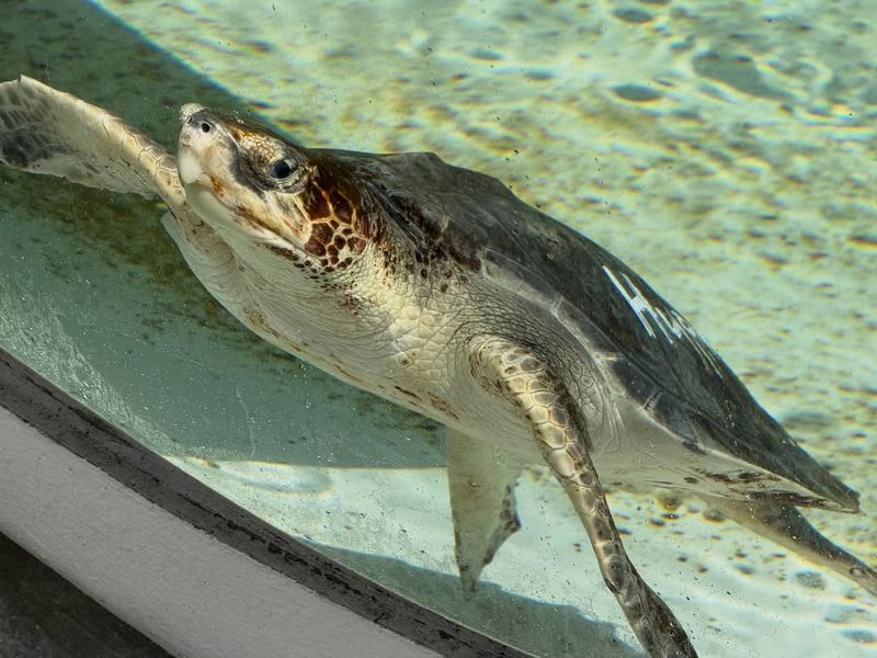 Loggerhead Marinelife Center - Juno Beach, FL
