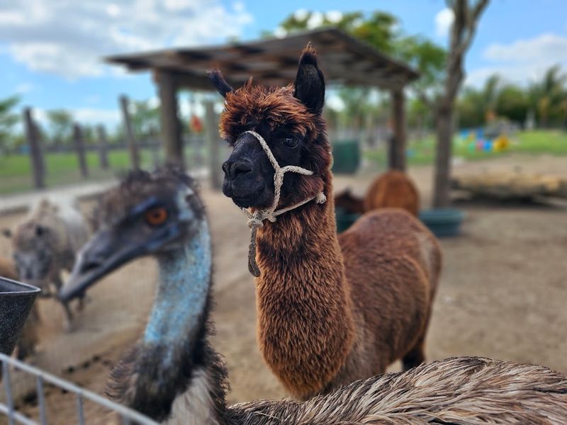 Farm Animals That Actually Look Happy