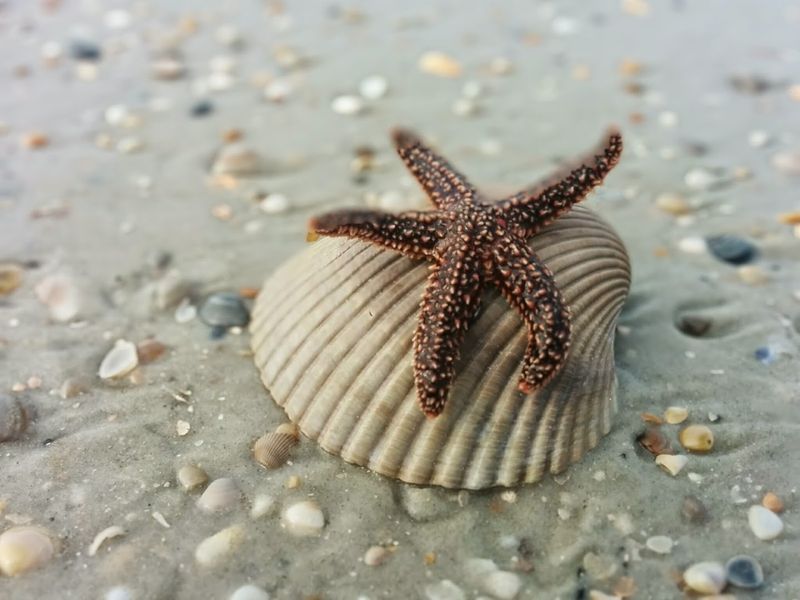 Little Talbot Island State Park