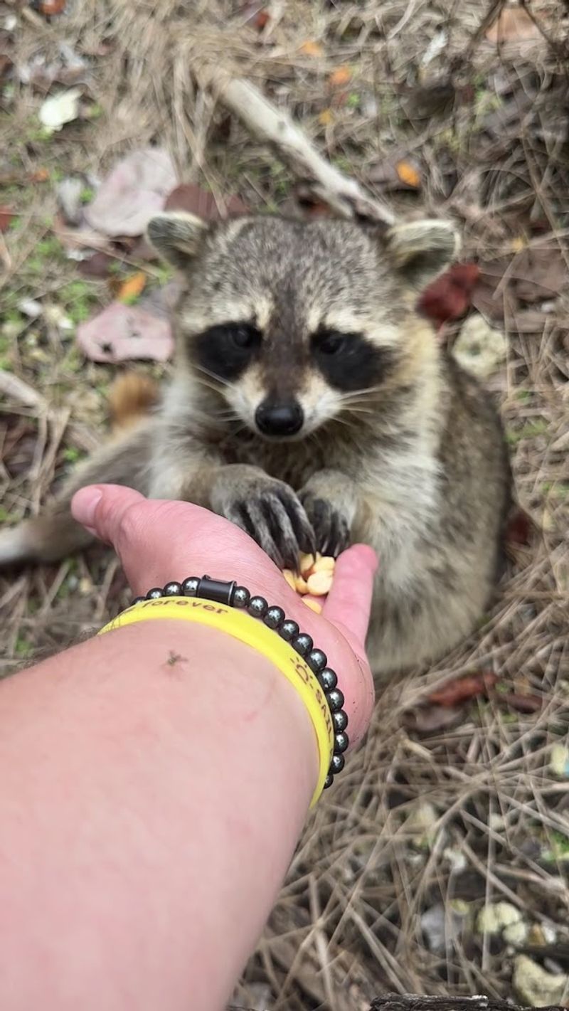 Smart Snacking Makes Happy Raccoons