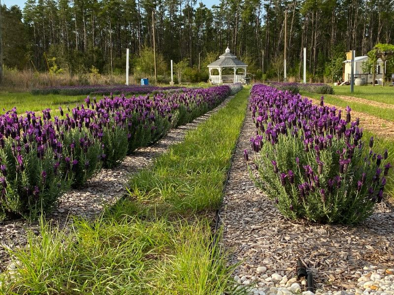 Fenced Dog Park for Four-Legged Visitors