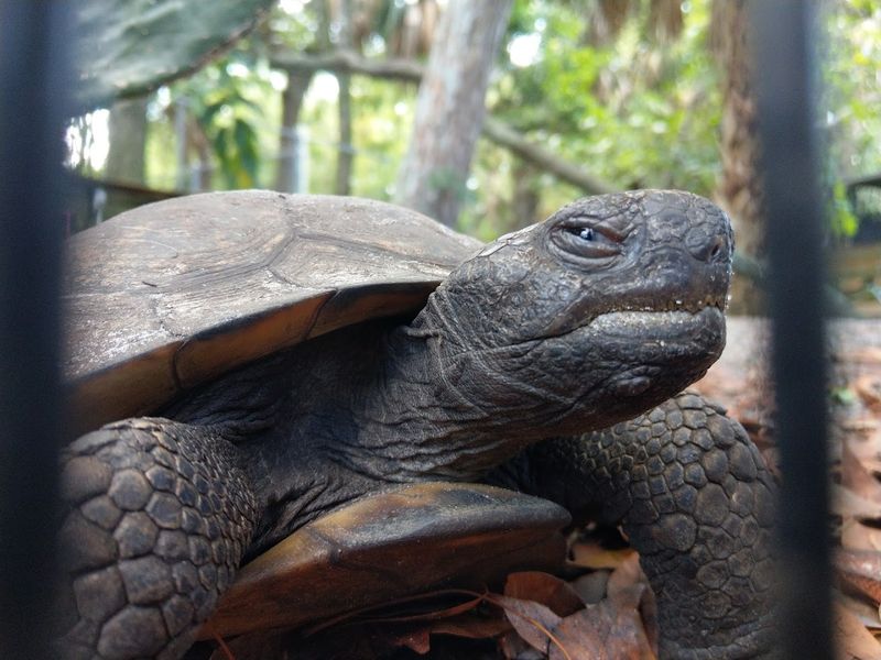 Busch Wildlife Sanctuary (Jupiter)
