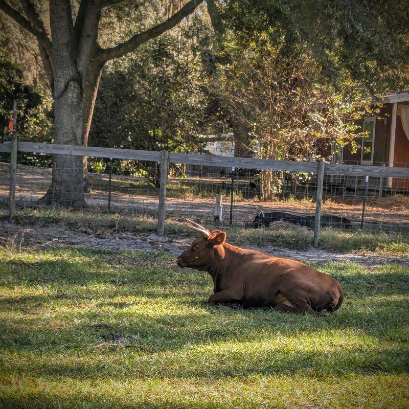 Rooterville Animal Sanctuary (Melrose)