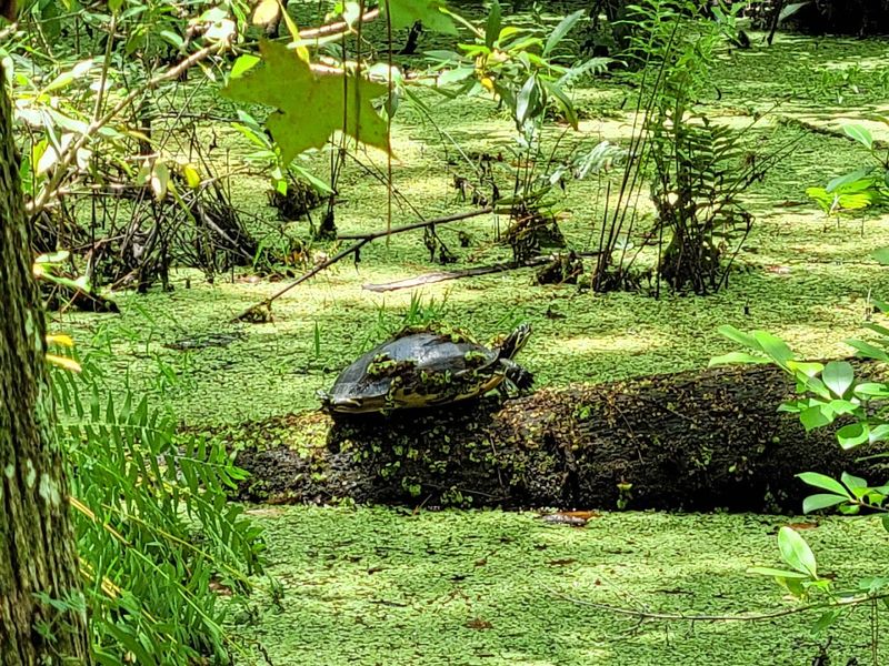 Highlands Hammock State Park (Sebring)