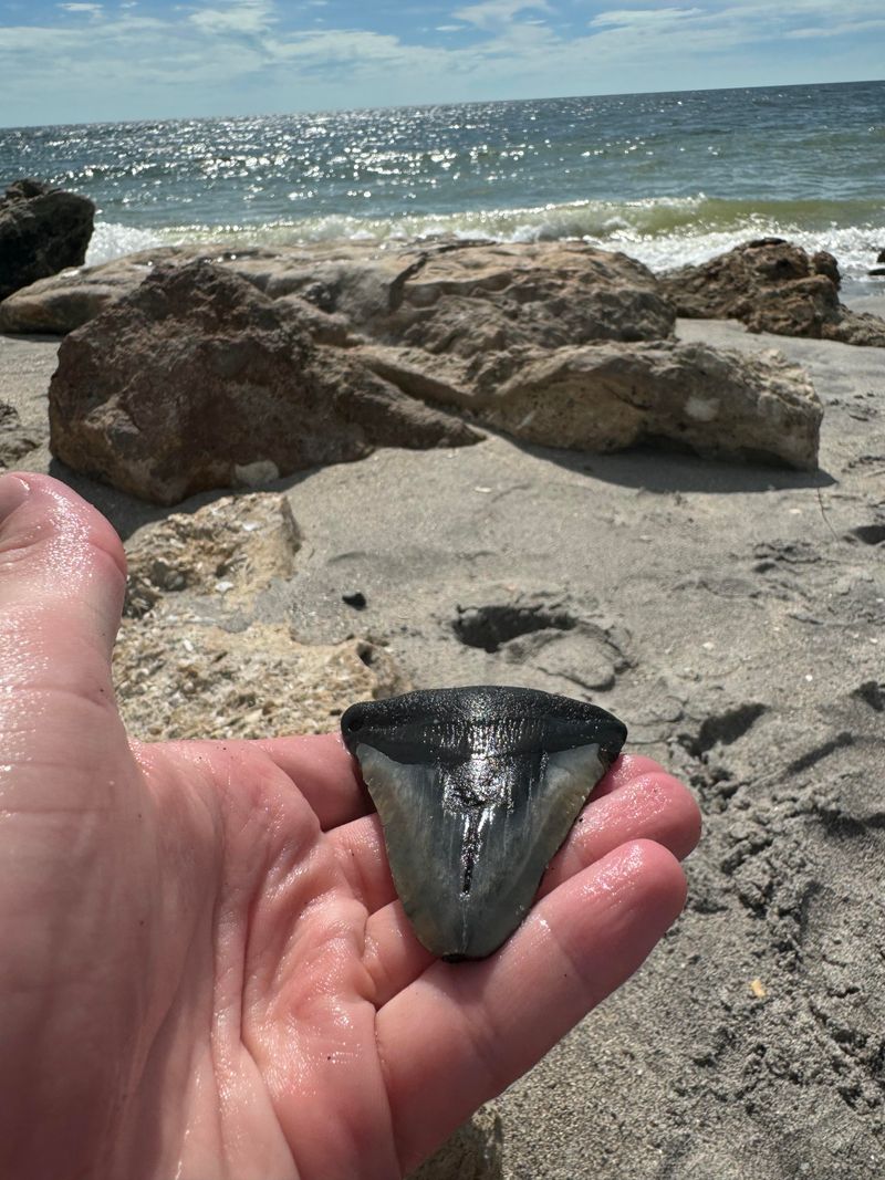 Why Venice Beach Has So Many Shark Teeth