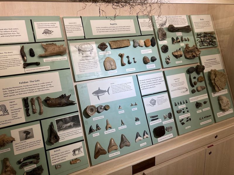 Venice Museum And Archives: Learn The Science Behind The Teeth