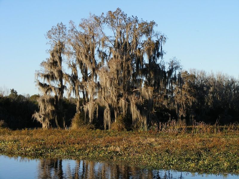 Ocala (North Central Florida)
