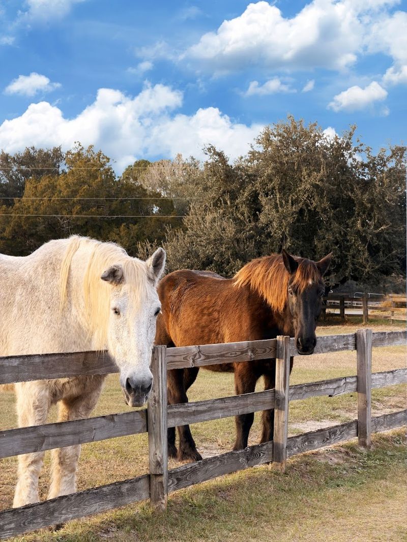 Mill Creek Farm / Retirement Home for Horses (Alachua)
