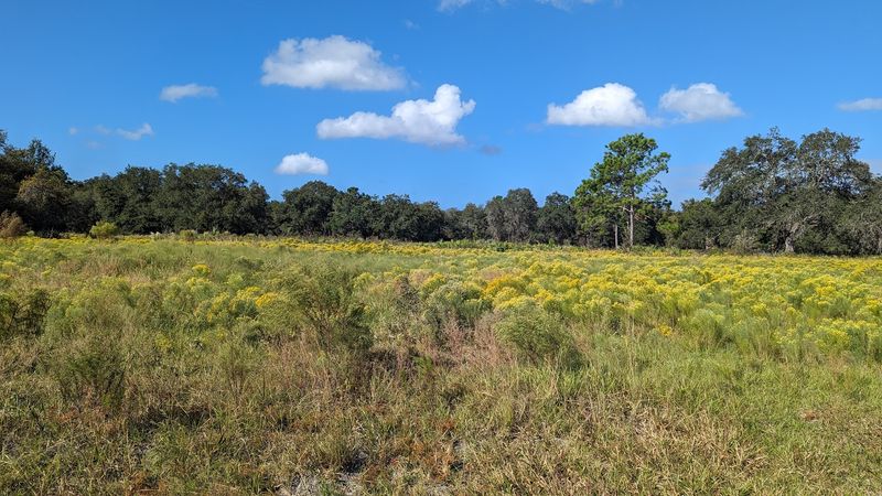Half Moon Wildlife Management Area — near Ocala