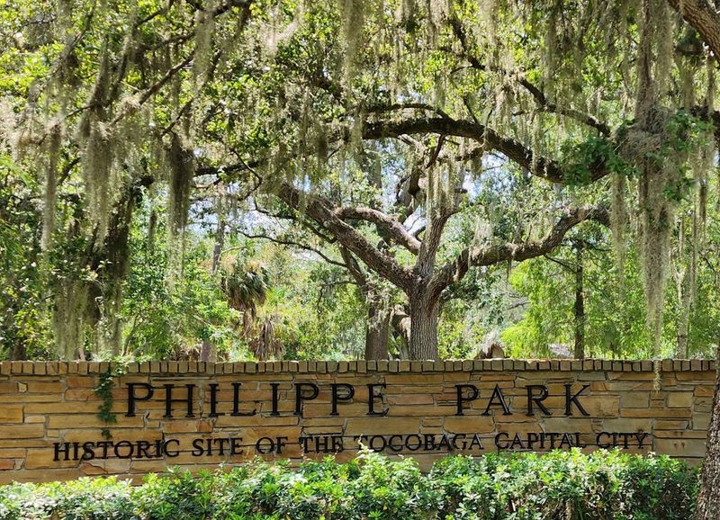 Ancient Oak Trees Draped in Spanish Moss
