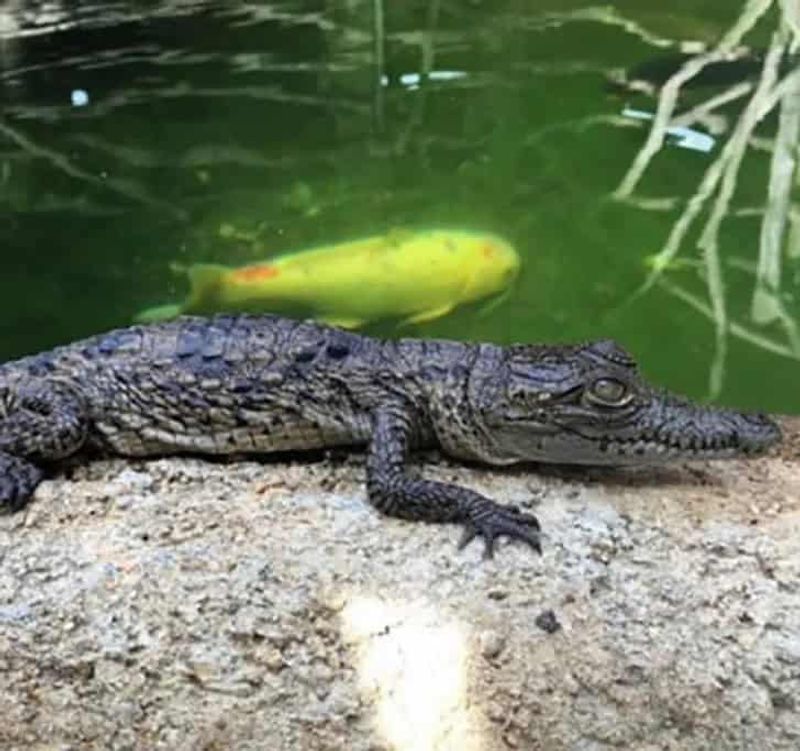 Hold a Baby Alligator and Conquer Your Reptile Fears