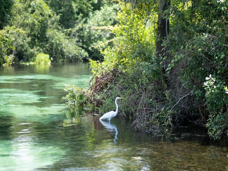 Weeki Wachee Springs State Park (Weeki Wachee)
