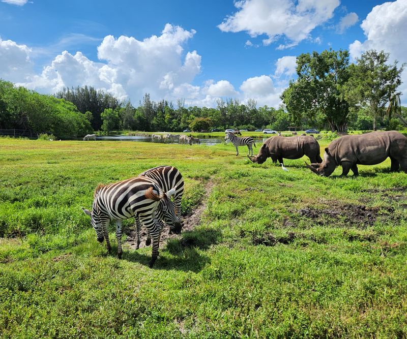 Lion Country Safari (Loxahatchee)