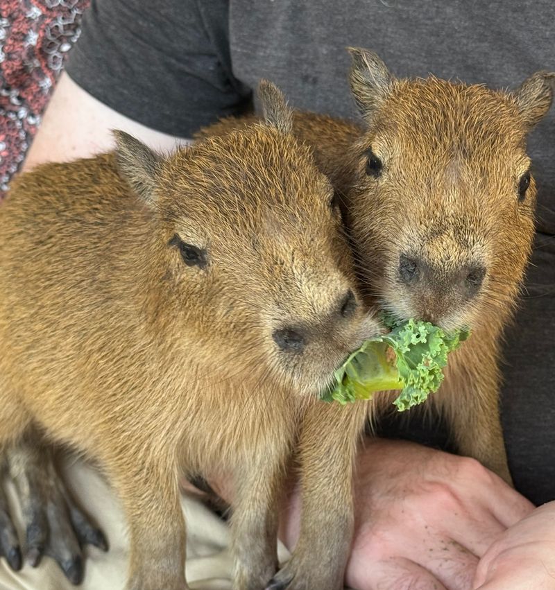 Capybara Encounters That'll Melt Your Heart