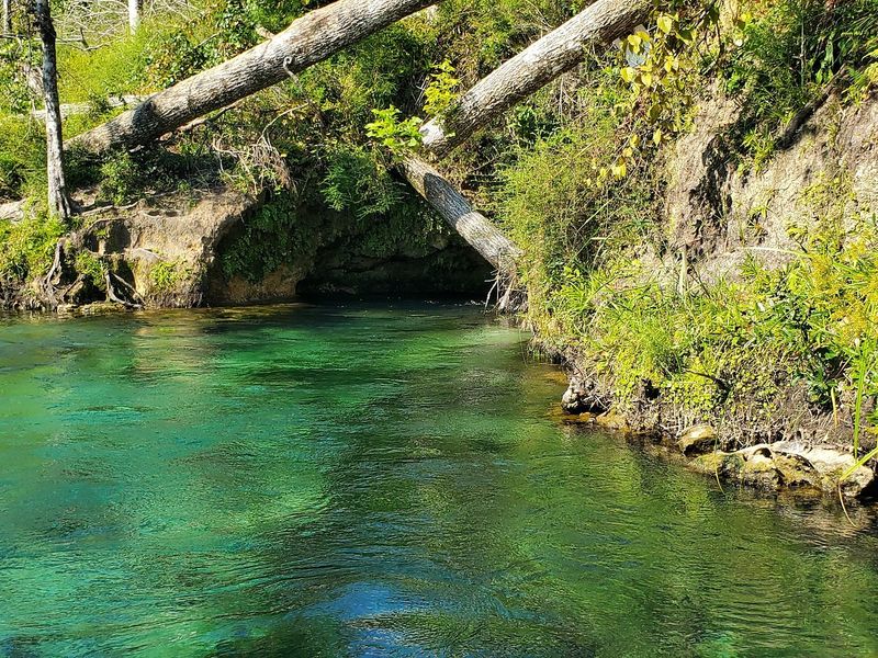 Econfina River (Taylor County)