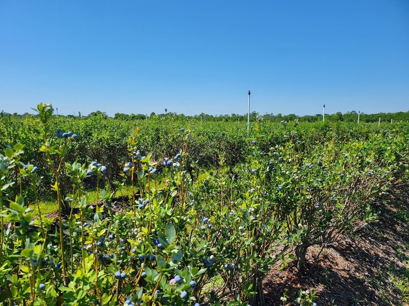 Far Reach Ranch UPICK Farm (Tavares)