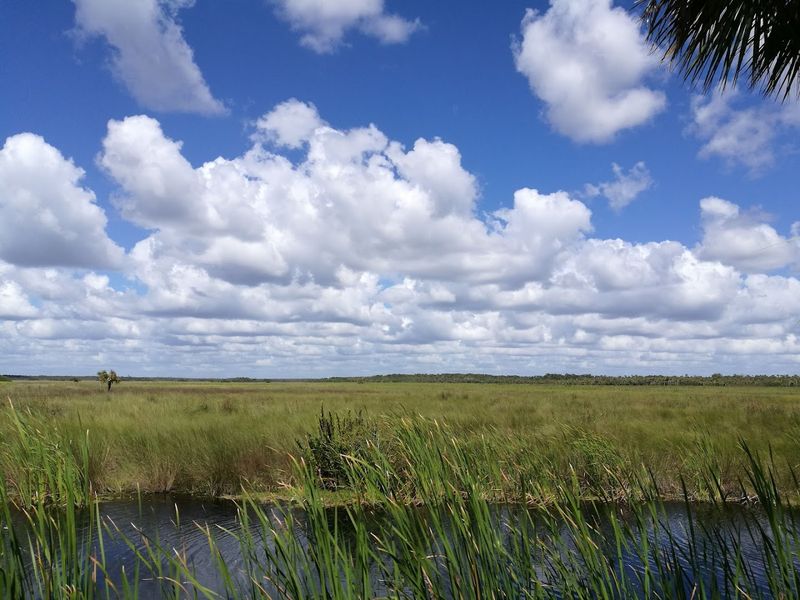 Guided Swamp Walks Through the Heart of the Strand