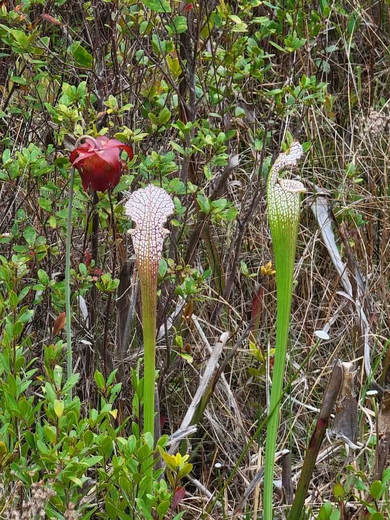 Rare Plants You Will Not Find Just Anywhere