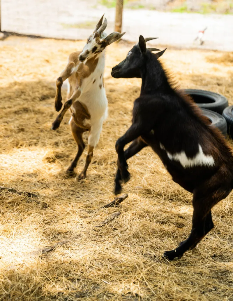 Friendly Farm Animals That Steal Every Heart