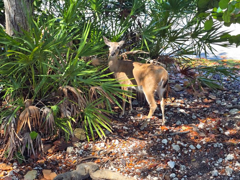 National Key Deer Refuge (Big Pine Key)