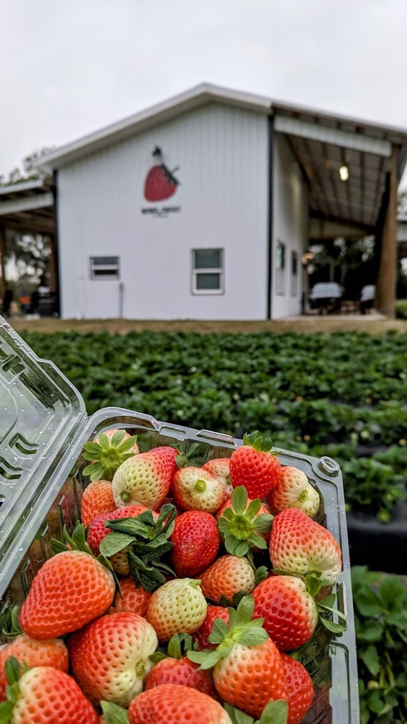 Berry Sweet Acres, Plant City