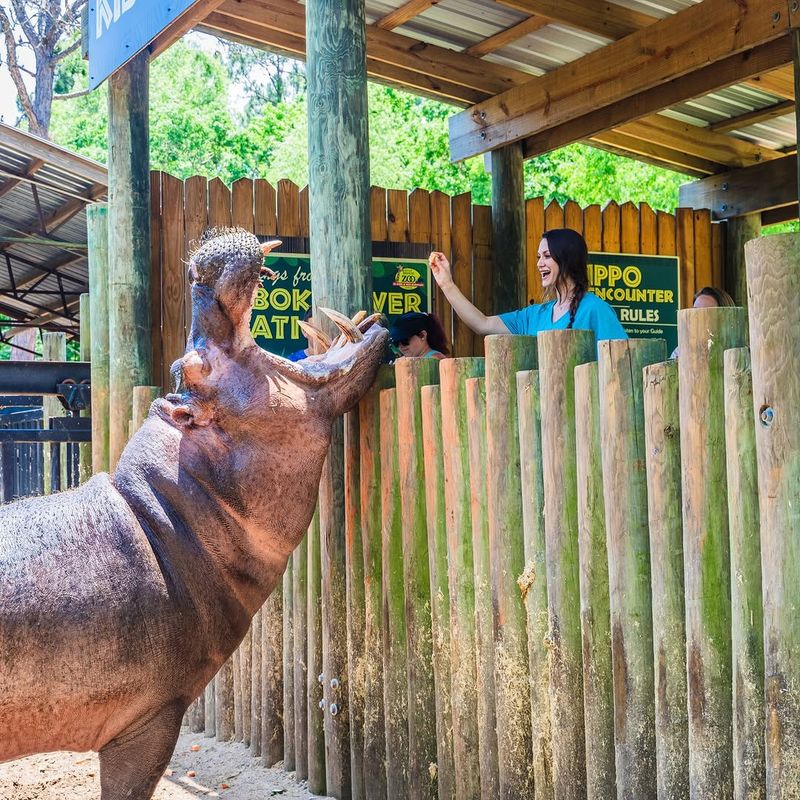 Premium Hippo Encounter Experience