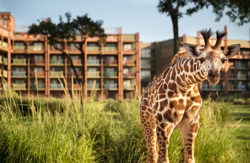 Disney's Animal Kingdom Lodge (Orlando)