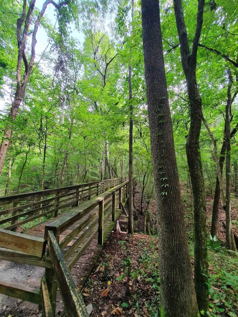 Devil's Millhopper Sinkhole Hike