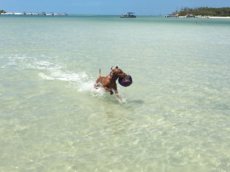 Dog Beach Park (Bonita Springs)