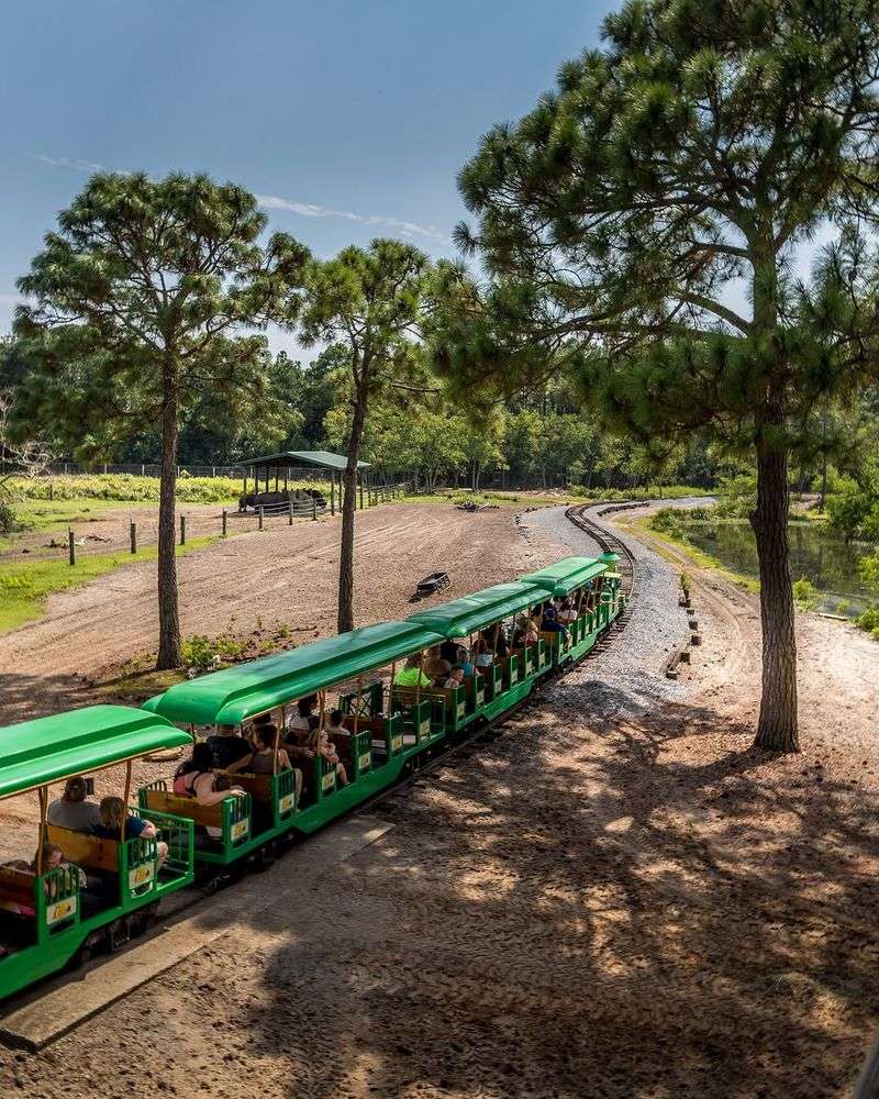Safari Train Adventure Through Wild Habitats