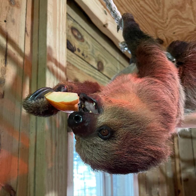 Beyond Lemurs: Otters, Sloths, Roos