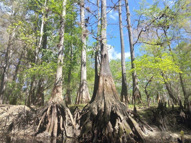 Nearby Withlacoochee State Forest Adventures