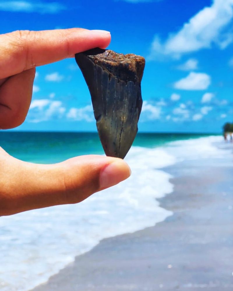 The Shark Tooth Goldmine Nobody's Shouting About