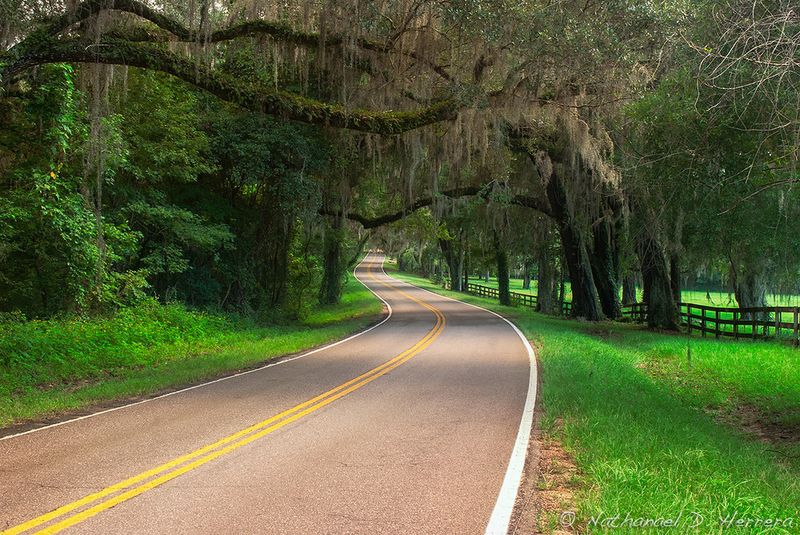 Tallahassee Canopy Roads (Tallahassee)