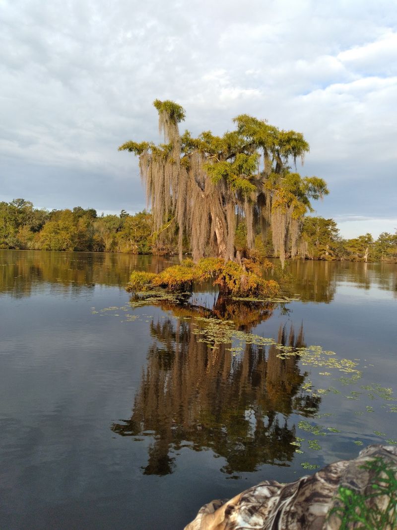 Apalachicola River & Floodplain (Florida Panhandle)