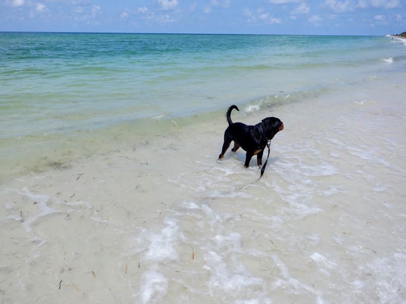 Honeymoon Island State Park Pet Beach (Dunedin)