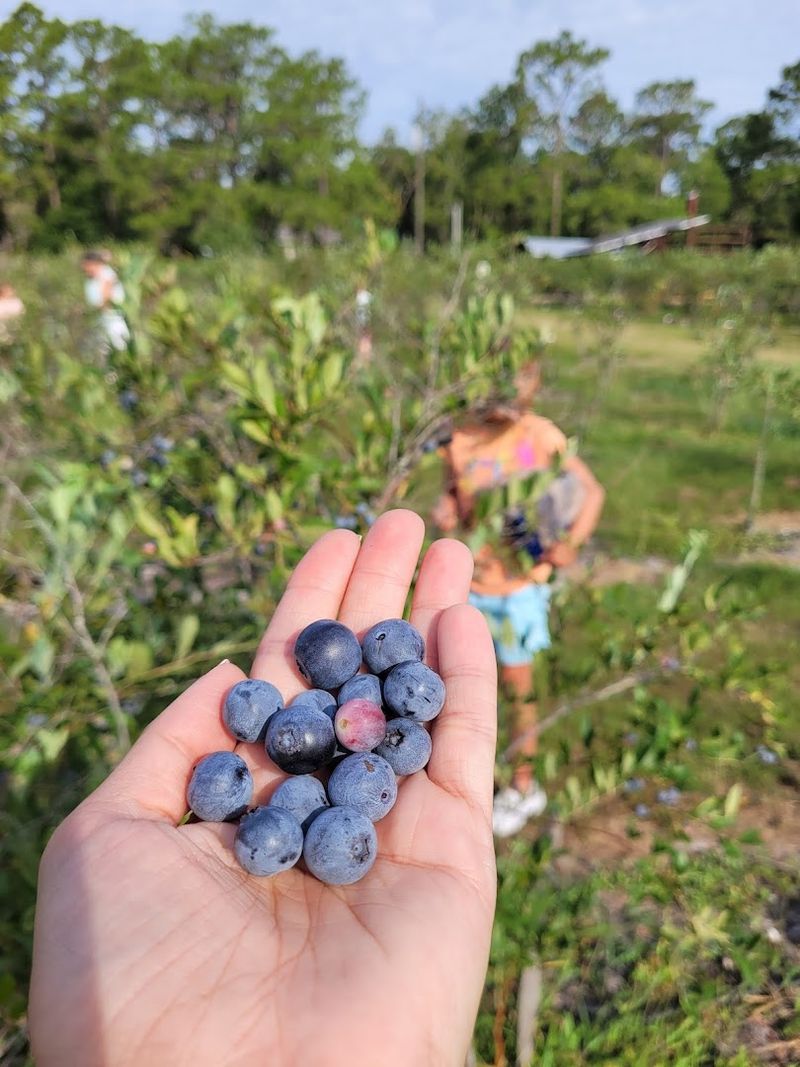 Crystal River Orchard U-Pick Blueberry, Peach and Nectarine Farm and Nursery (Crystal River)