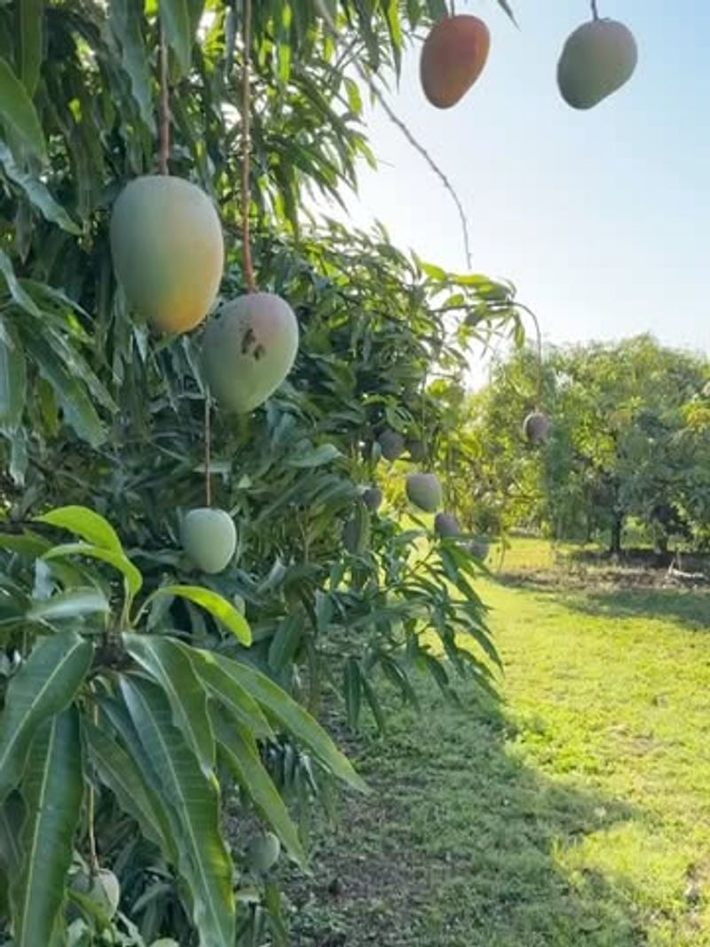 Educational Seminars from Mango Masters