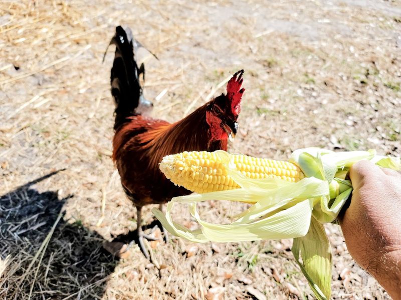 Free-Roaming Animals Create Unexpected Encounters