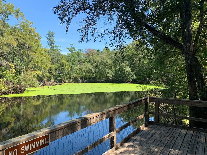 Camping Under the Pines on Magnolia Loop