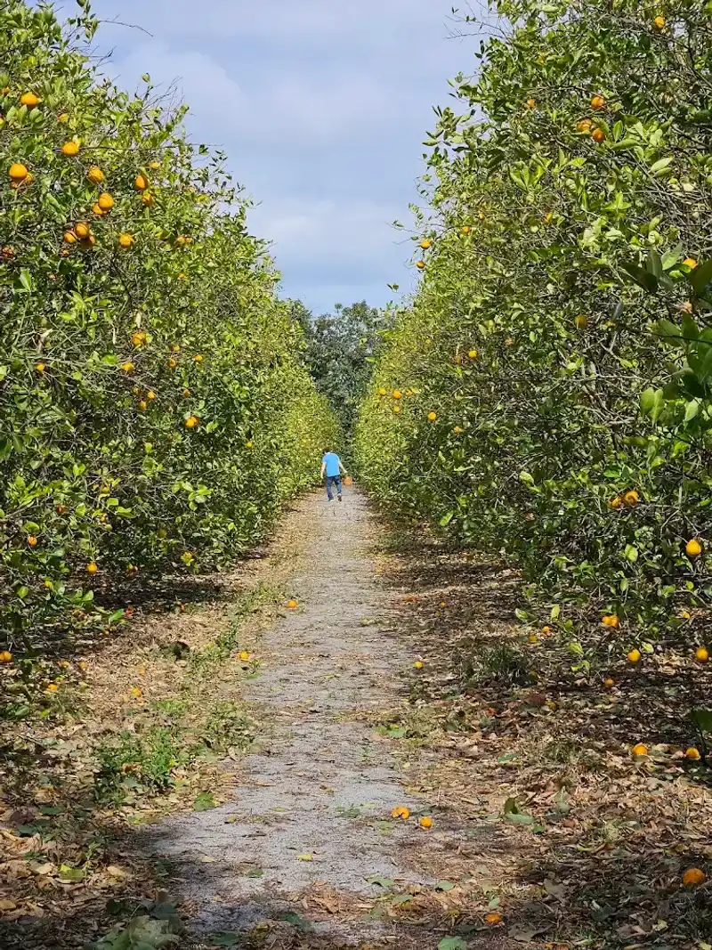Pick Your Own Citrus in the Heart of the Grove