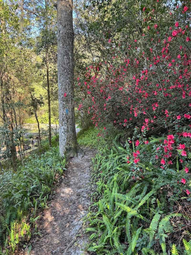Ravine Gardens State Park Trails (Palatka)